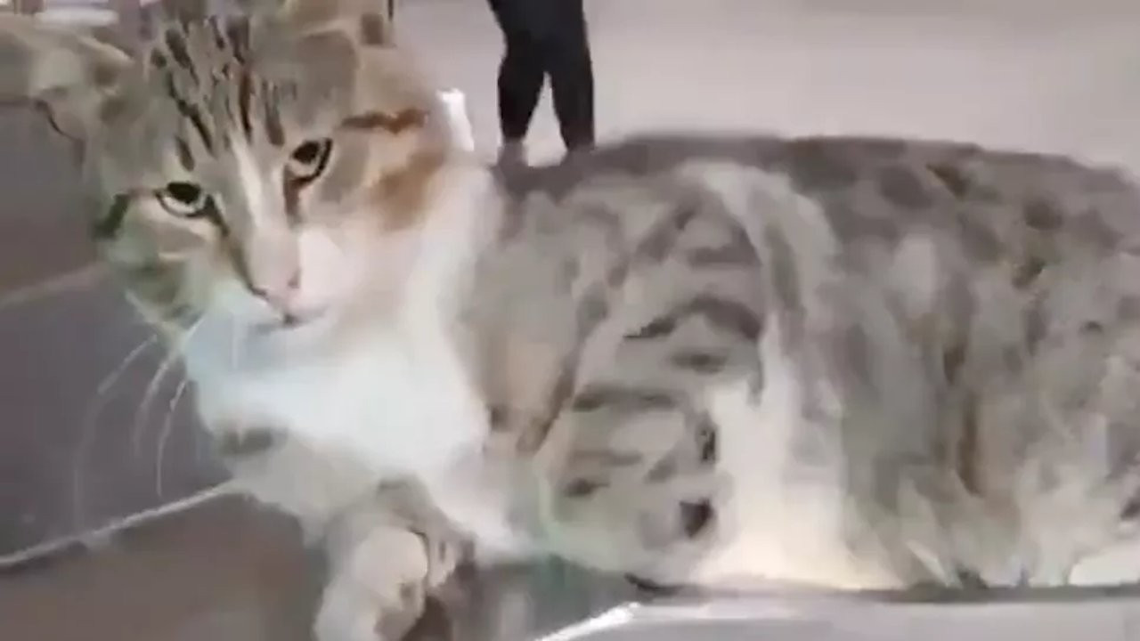 Stubborn cat prevents man from using public transportation in Istanbul